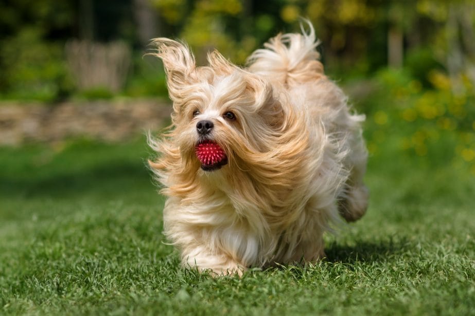 Havanese dog running with a ball