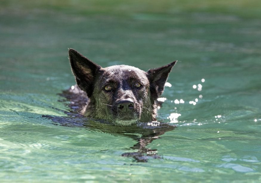 swimming Dutch Shepherd dog