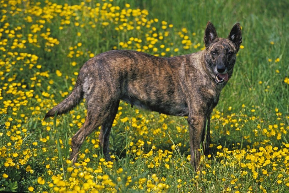 Dutch Shepherd Dog standing in a field of Yellow Flowers