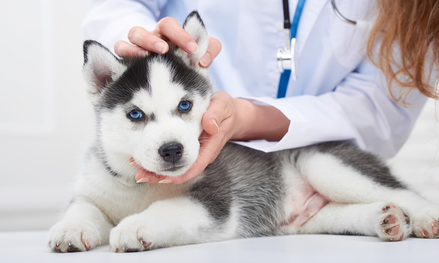 Bordetella store vaccine necessary