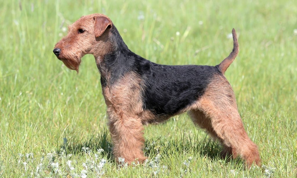 This black and tan Welsh Terrier's exercise needs include daily walks, preferably to outdoor spaces like this grassy field. 