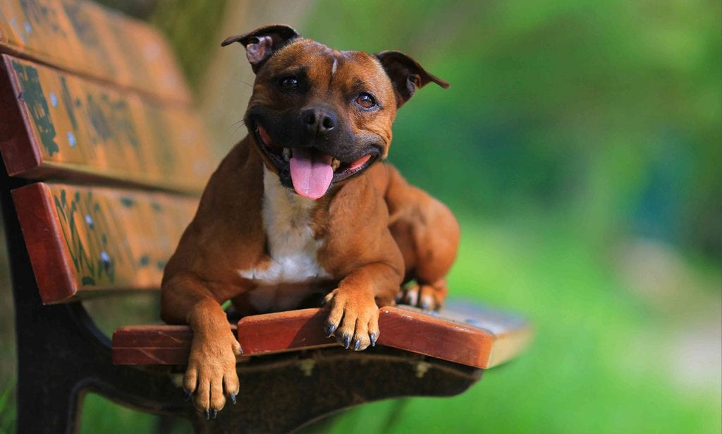 Staffordshire Bull Terriers are loyal, clever companions who are ready and willing to be your best friend. 