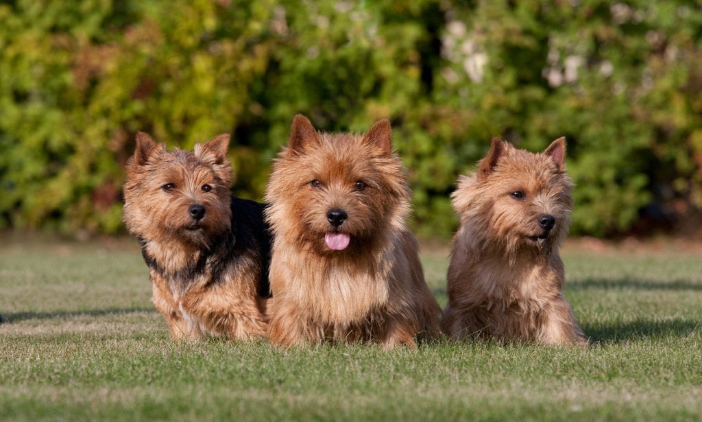 Sturdy, chummy working dogs who love a good time, Norwich Terriers make excellent family pets.