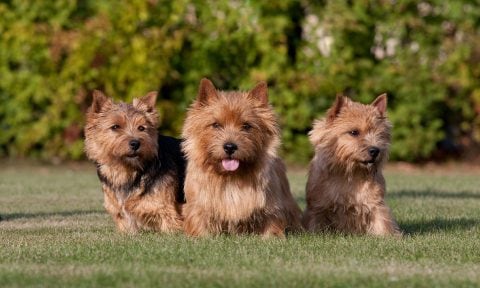 what does a norfolk terrier look like