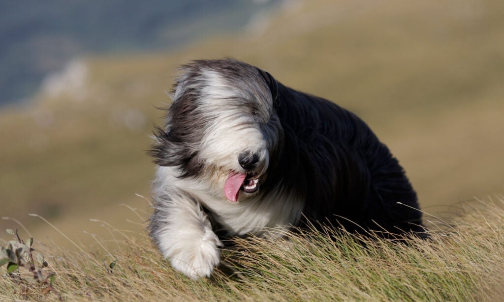 do old english sheepdogs shed a lot