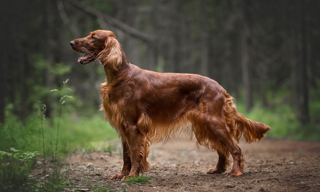 Gorgeous, intelligent and with a mischievous streak, Irish Setters are a family-friendly dog breed. 
