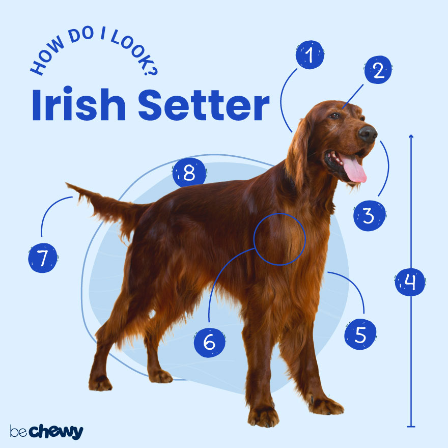 what colors look good on a irish setter