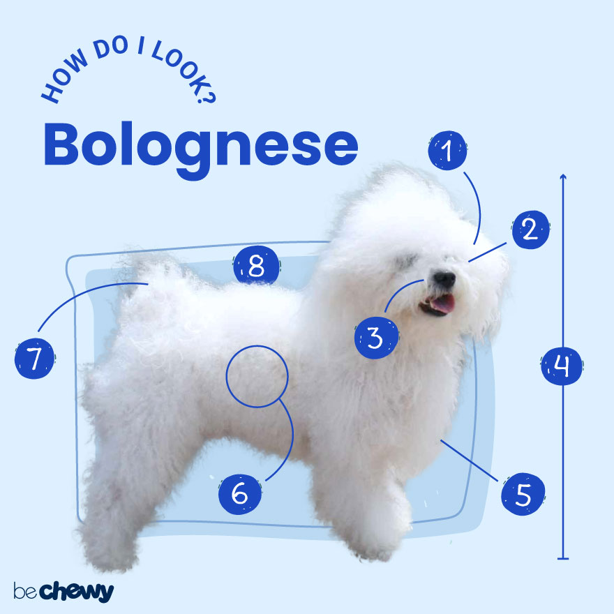 are bolognese dogs friendly