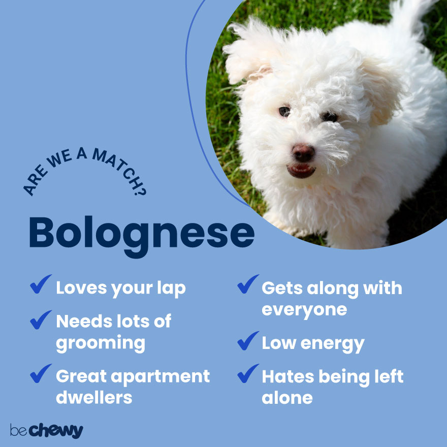 are bolognese dogs intelligent dogs