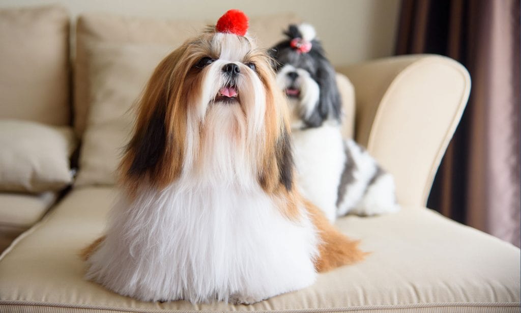 The Shih Tzu dog is known as the lapdog to emperors, not for their running speed. Learn about this delightful pup in our guide.