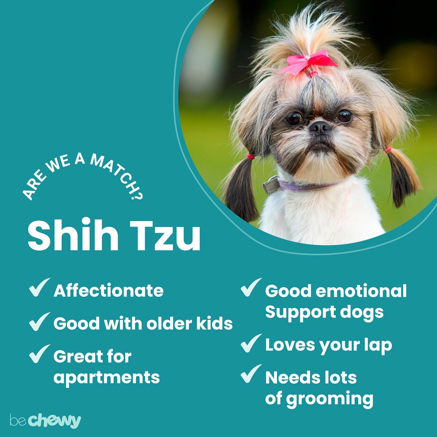 Shih Tzu Dog Breed Information & Characteristics