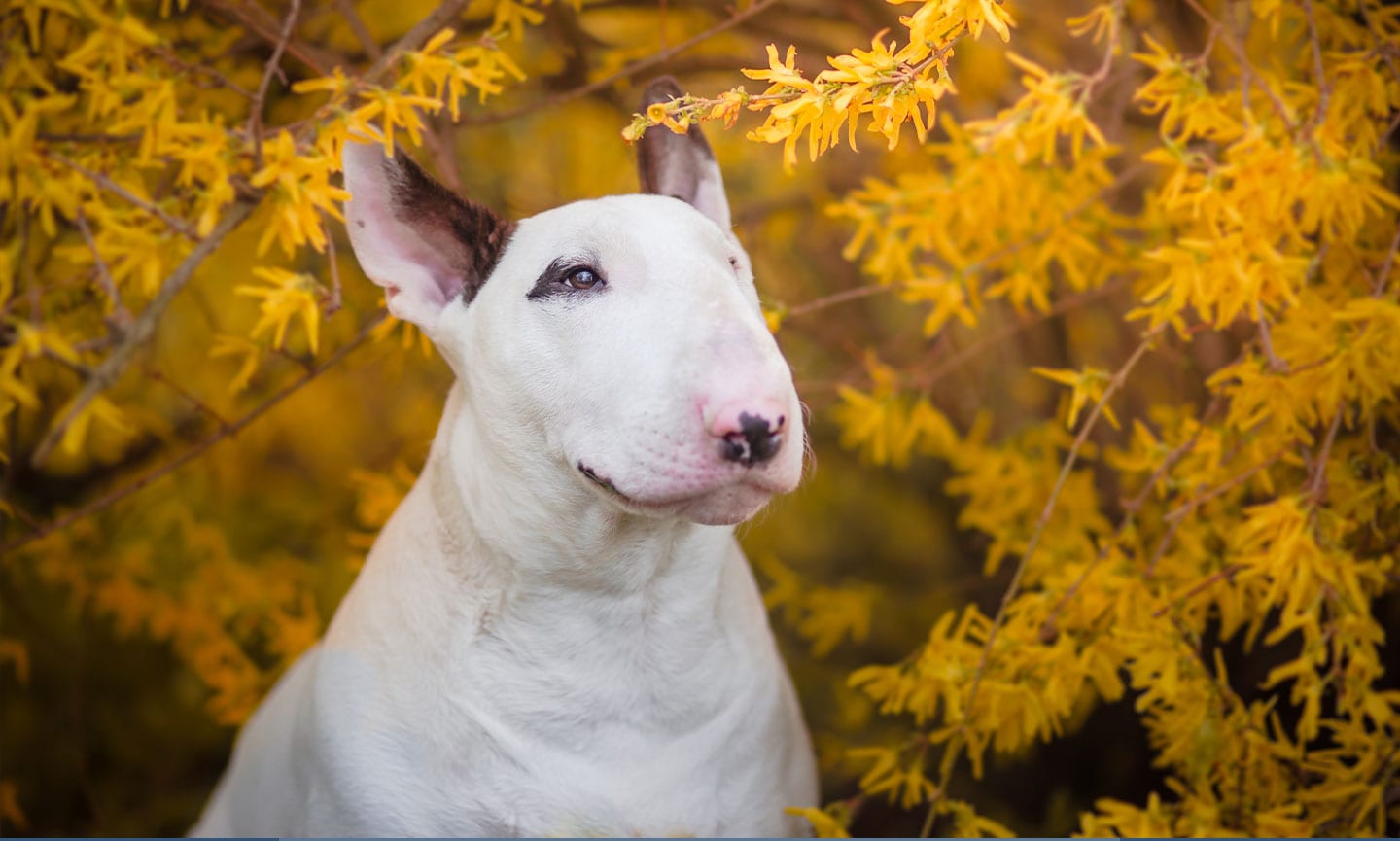 Closely Drink water Porter Bull Terrier Breed: Characteristics, Care & Photos | BeChewy