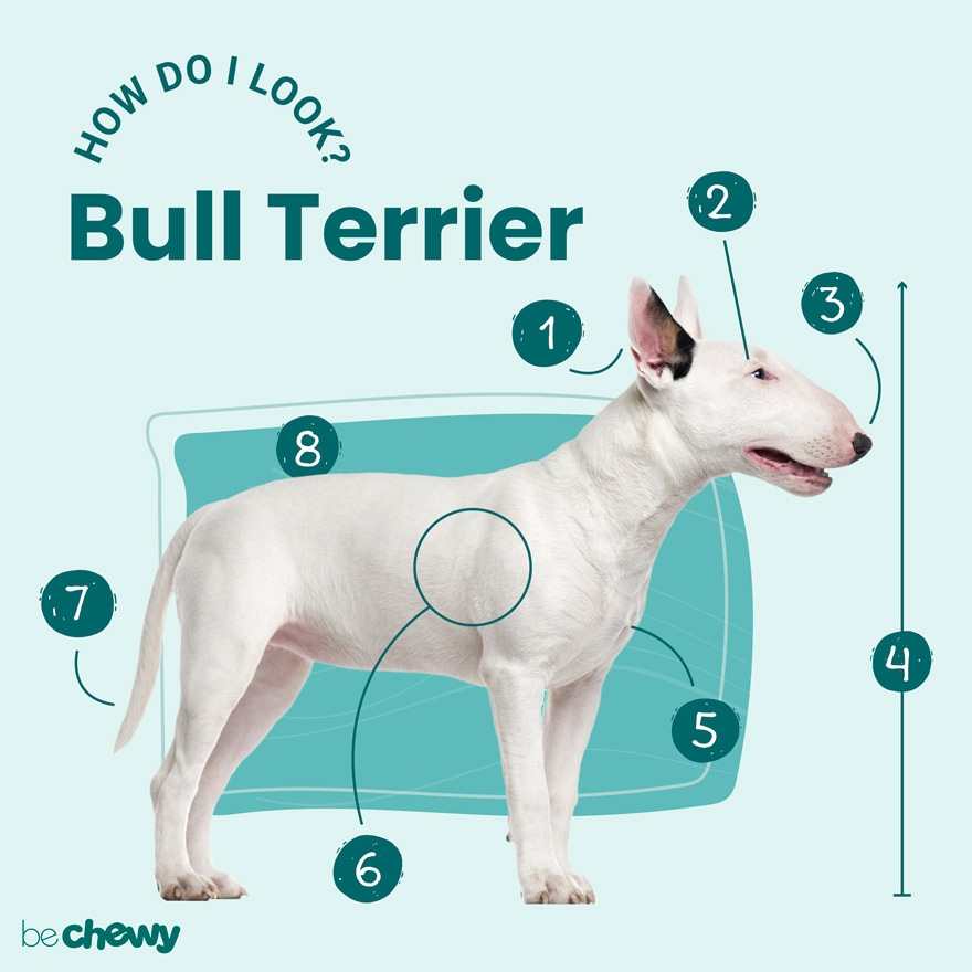 are miniature bull terriers good with cats