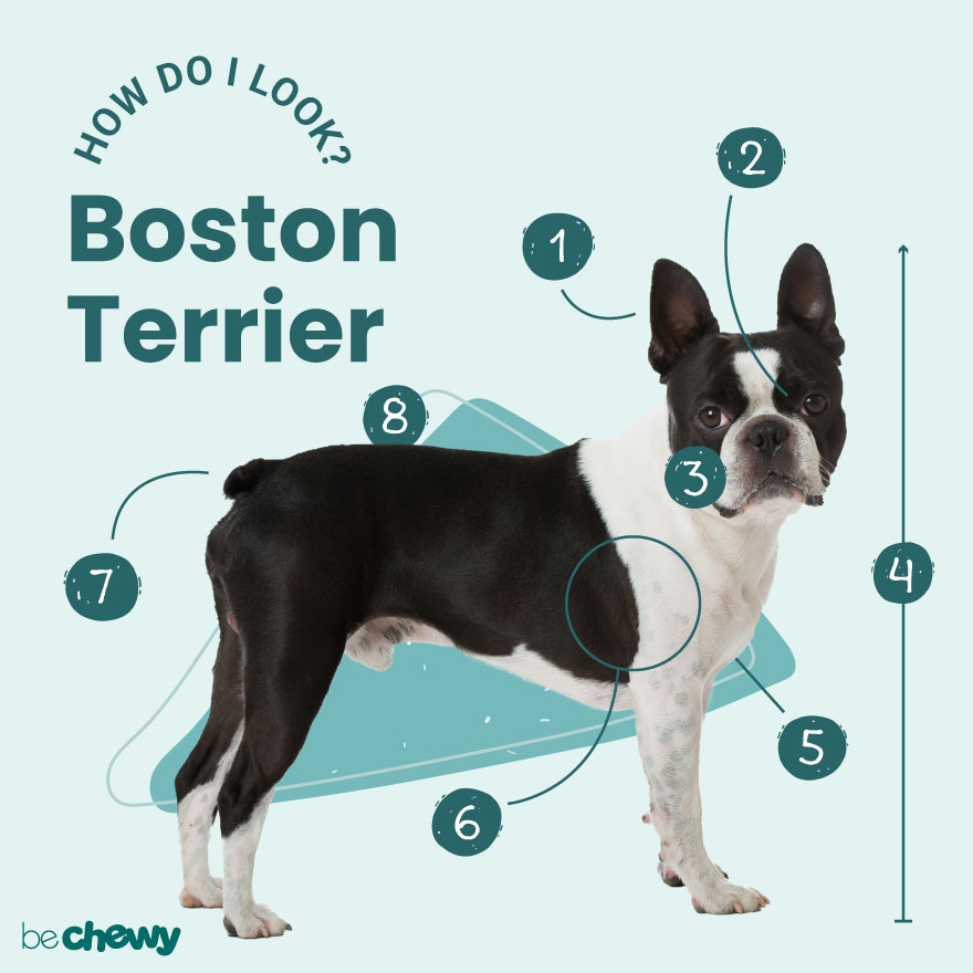 how big do boston terrier puppies get