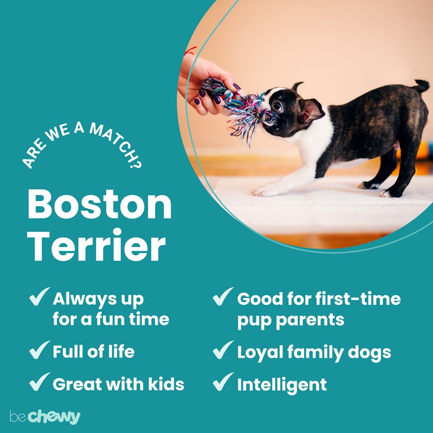 Buying a Boston Terrier Puppy: Everything You Need To Know •  Maggielovesorbit.com
