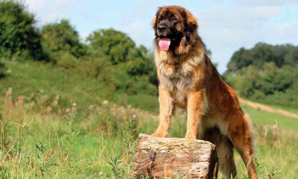Get information about the Leonberger breed's personality, intelligence and more in our guide.