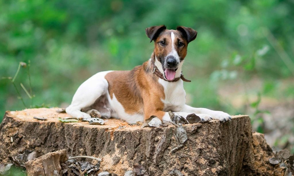 See if the Smooth Fox Terrier is the right type of dog for you in our complete guide.