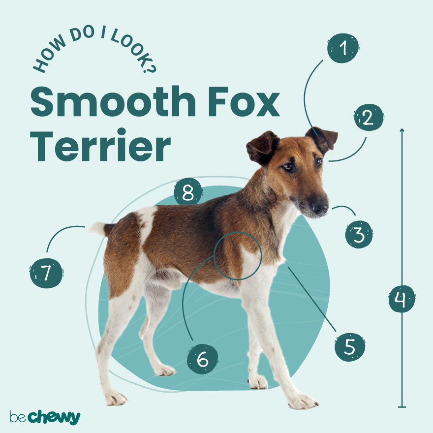 Smooth Fox Terrier Breed: Characteristics, Care & Photos | BeChewy