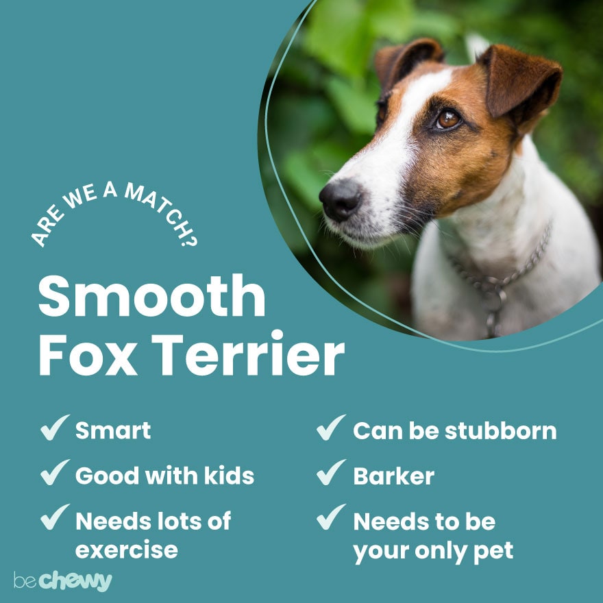 Smooth Fox Terrier Breed: Characteristics, Care | BeChewy