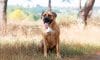 Boerboel Dog Breed: Traits, Care, Health & History 