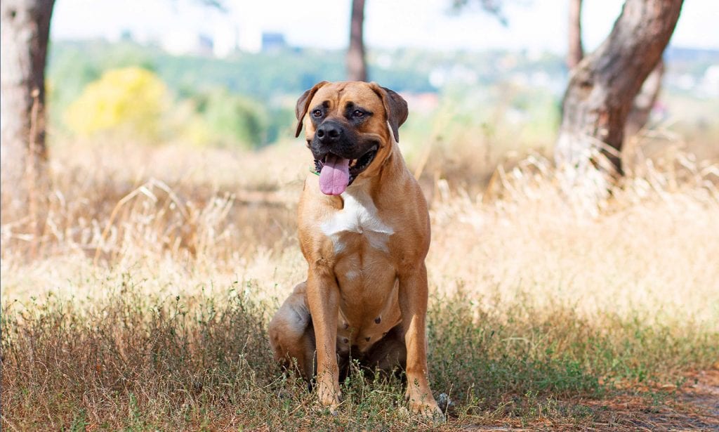 Get the facts about the South African Boerboel breed and see if this pup's a good match for you.