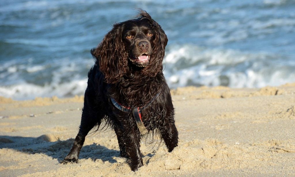First bred for hunting, the Boykin Spaniel is a happy-go-lucky breed who will thrive if you keep them active.