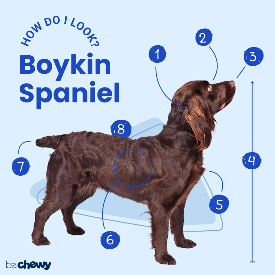 Boykin Spaniel How Do I Look 880x880 