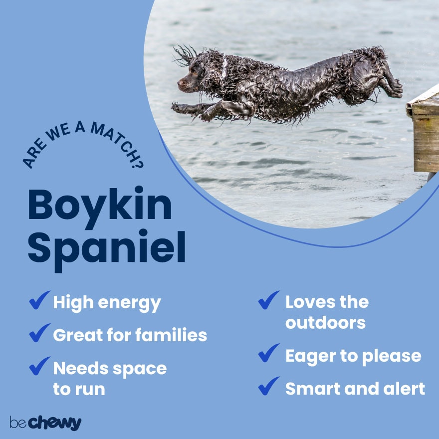 are boykin spaniels smart dogs