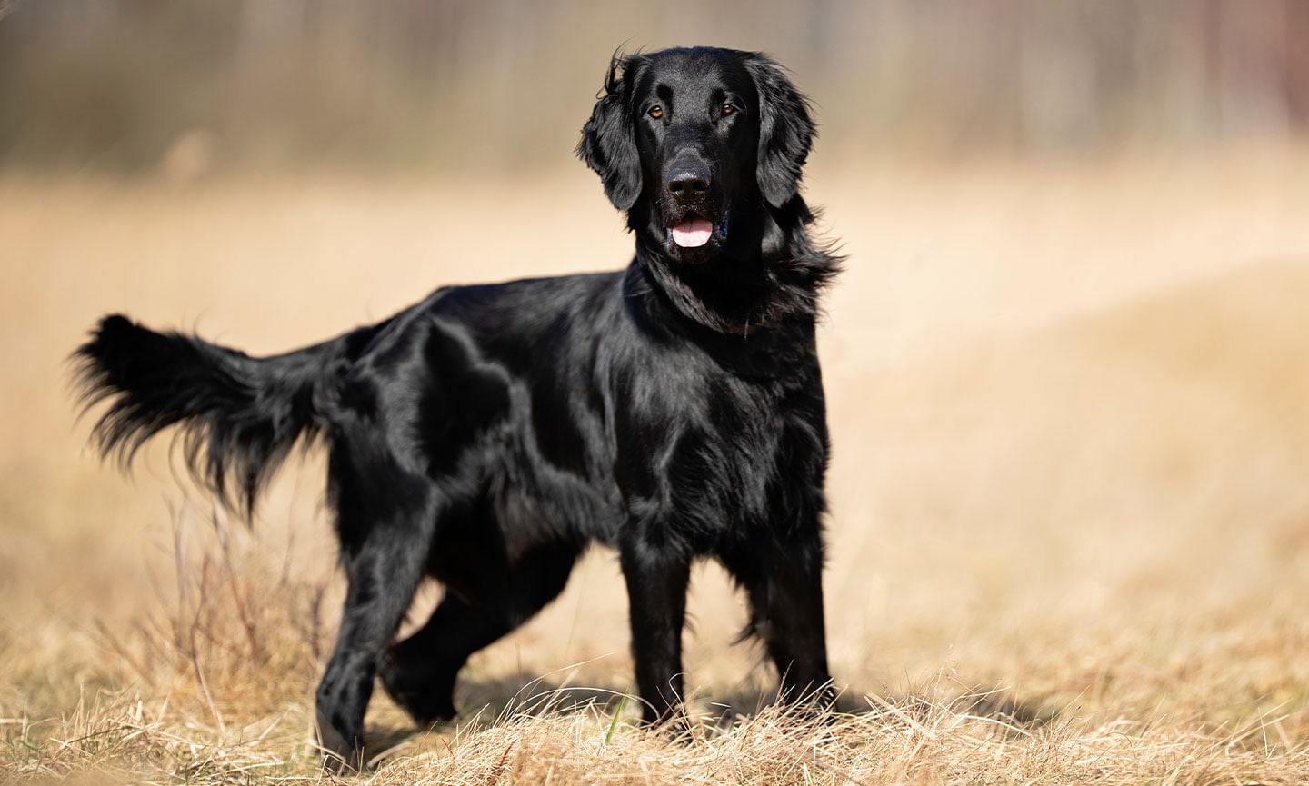 Flat-Coated Retriever Breed: Characteristics, Care & Photos | BeChewy