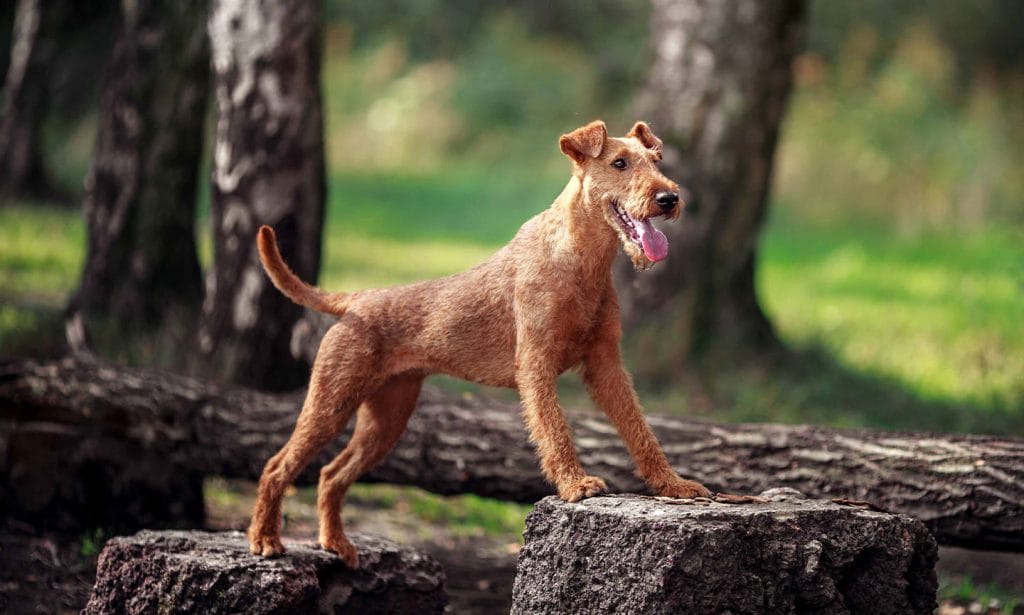 The Irish Terrier breed has tons of energy and loves to dig, play fetch, hide and seek and other highly active outdoor games.