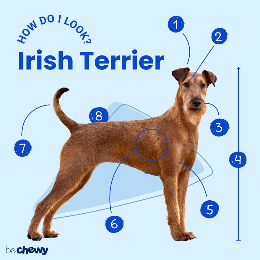 how tall do irish terriers get
