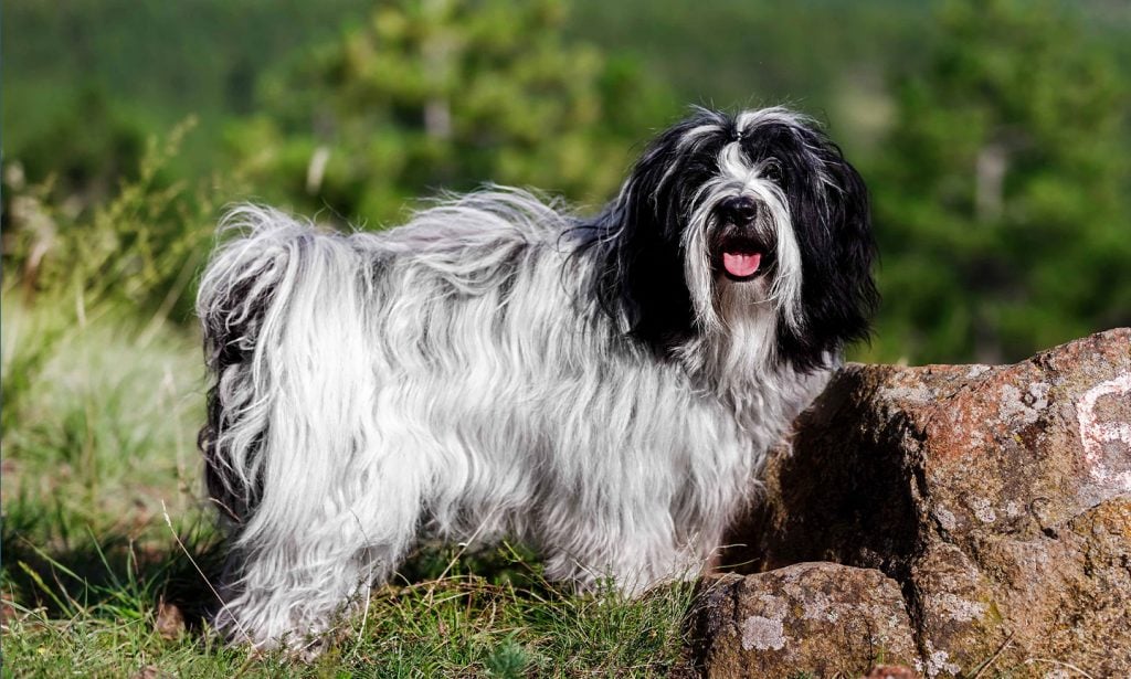 Tibetian Terrier dog breed