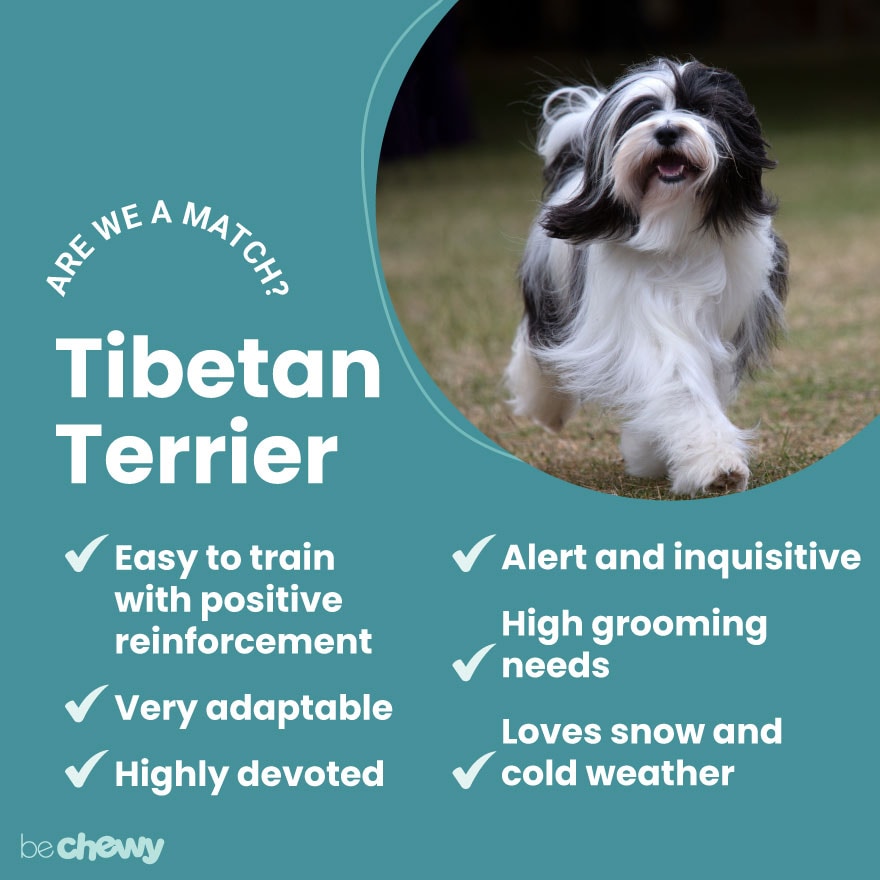 Tibetan Terrier Breed: Characteristics, Care & Photos | BeChewy