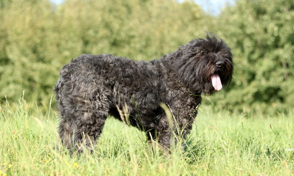 Hardworking, intelligent and loving—what more could you want from the distinctive Bouvier des Flandres dog?