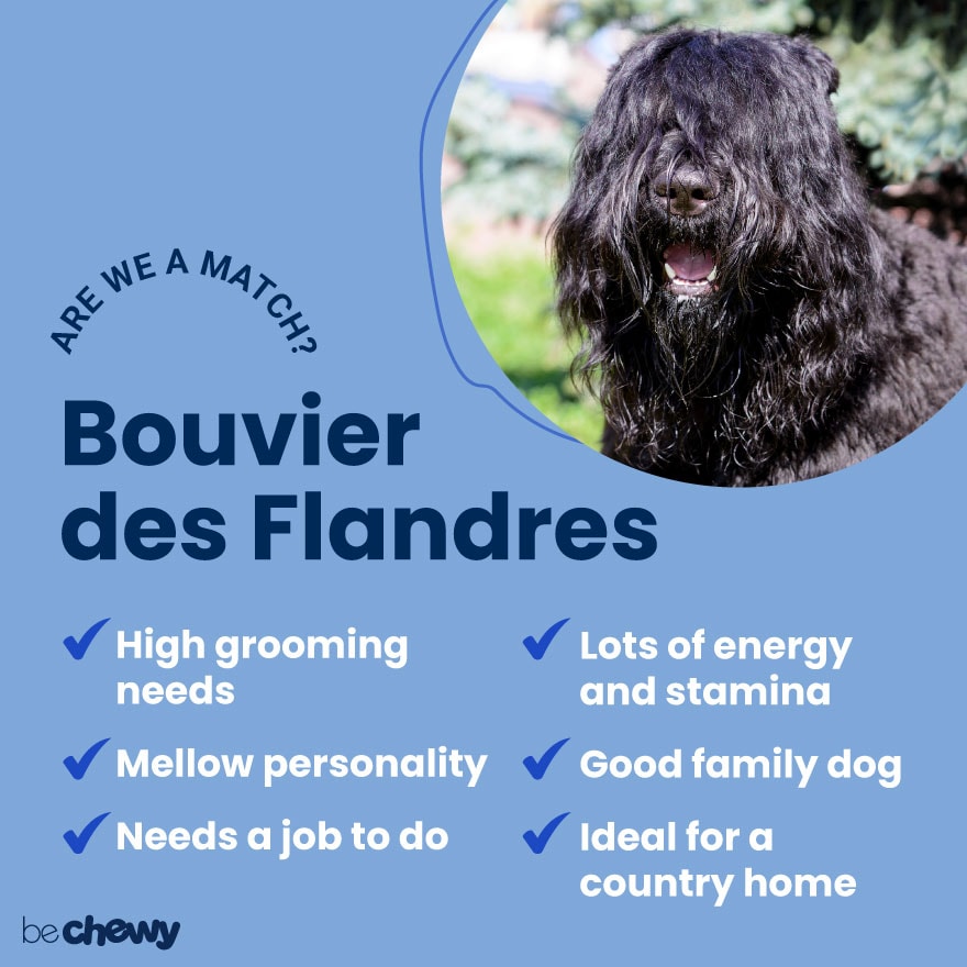bouvier-des-flandres-are-we-a-match-880x880 Image