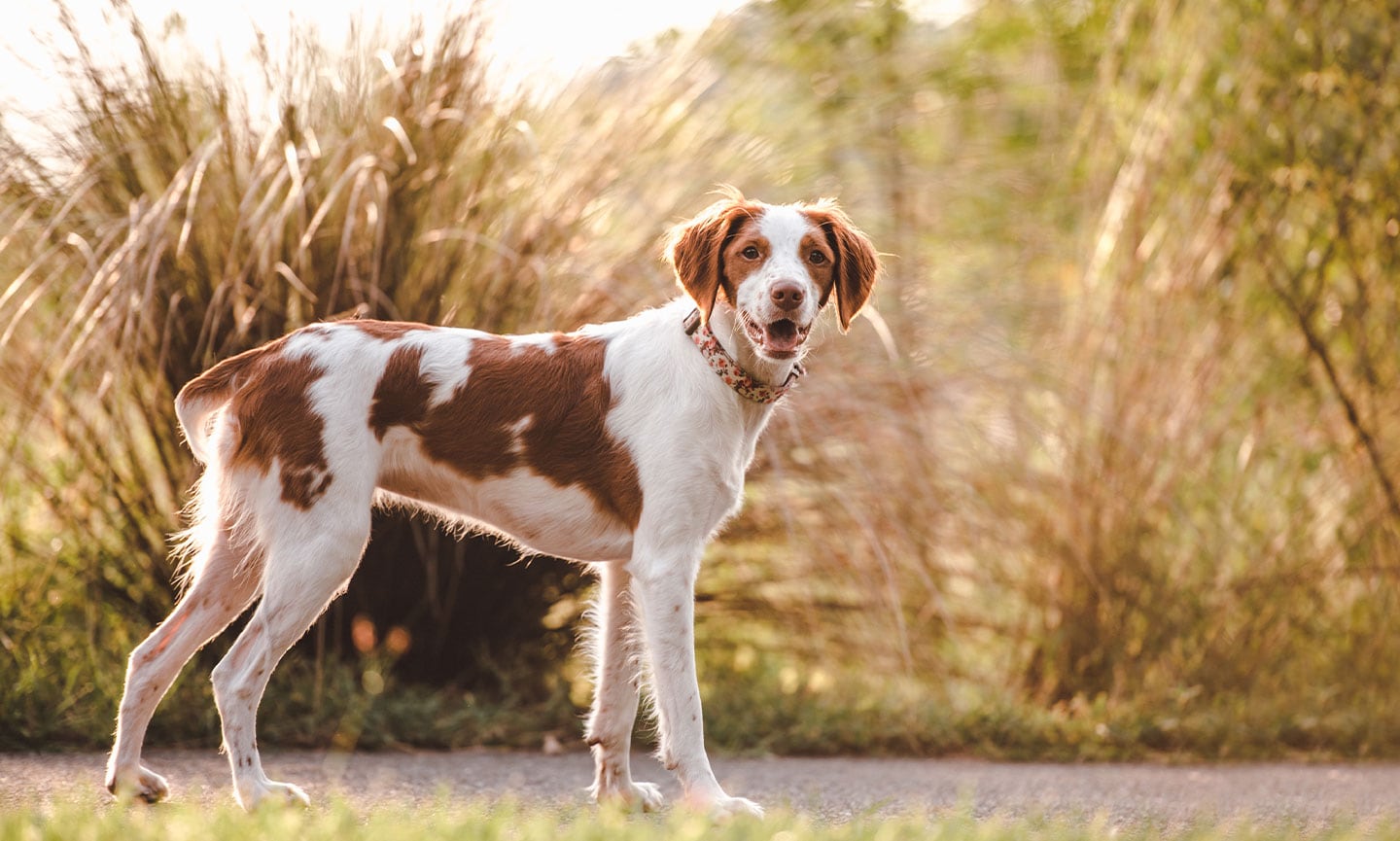 Brittany Dog Breed Characteristics Care Photos Bechewy