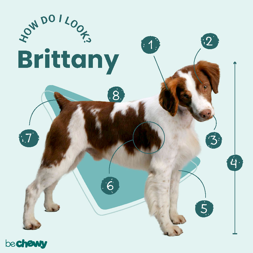 do brittany dogs shed
