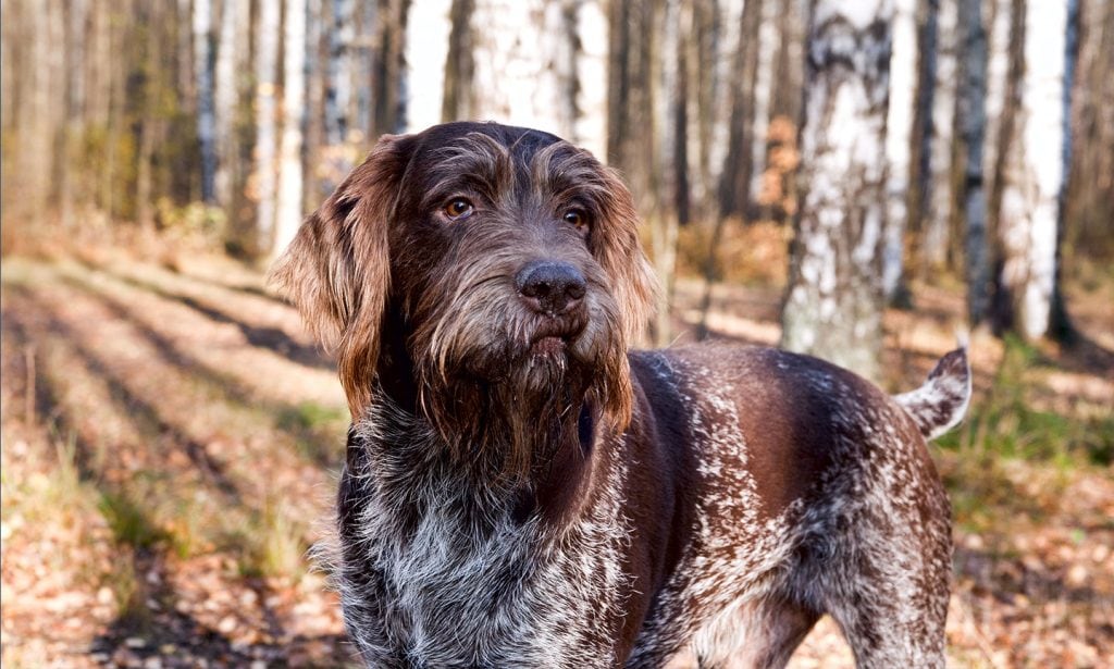 Get all the facts about the German Wirehaired Pointer from their personality traits to their history in our complete guide.