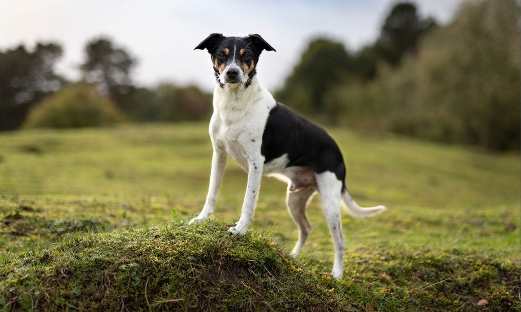 Interested in the Rat Terrier 101? Get the facts to see if the Rat Terrier dog breed is the pup for you in our guide. 