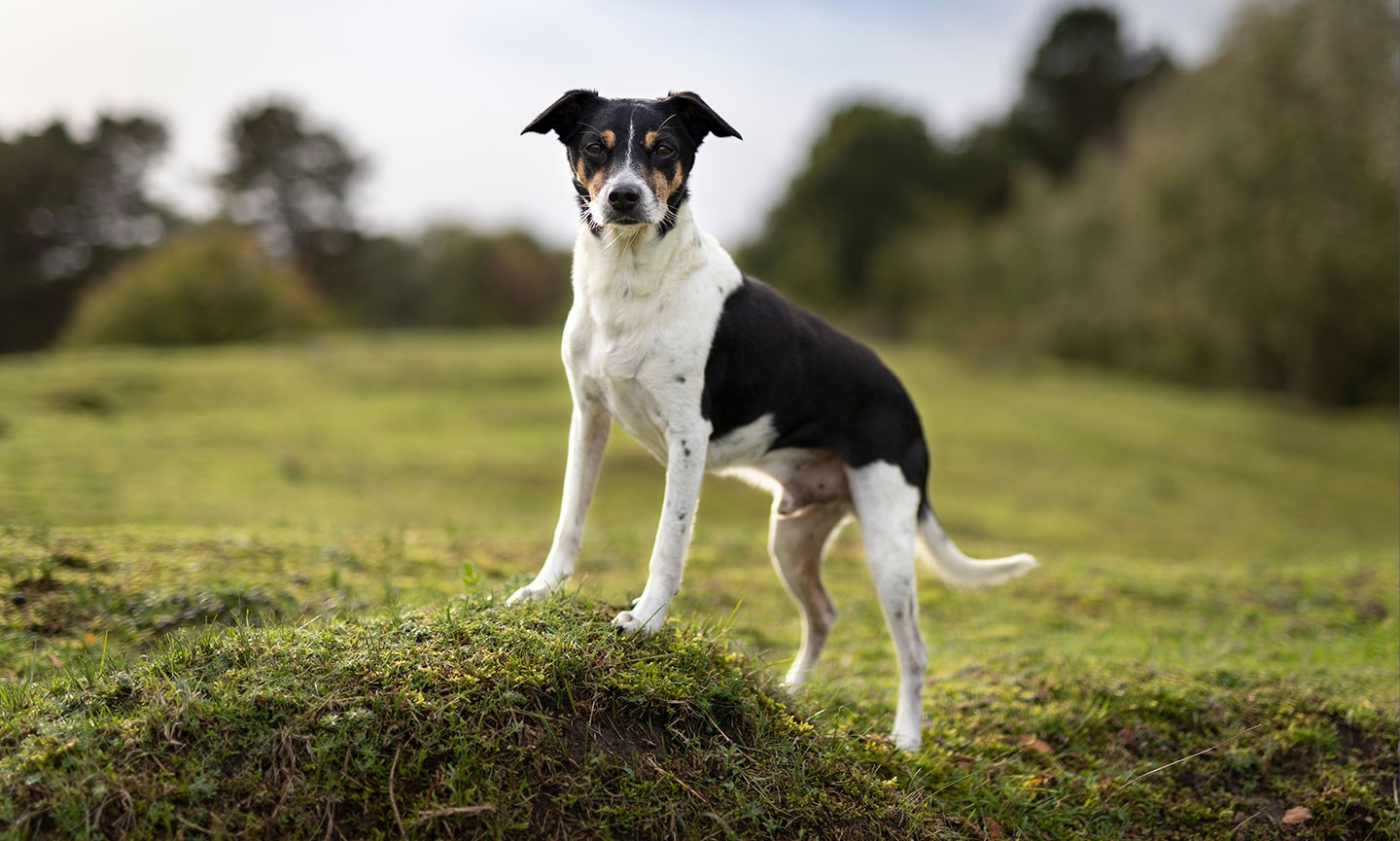 Bekostning Maryanne Jones dome Rat Terrier Breed: Characteristics, Care & Photos | BeChewy