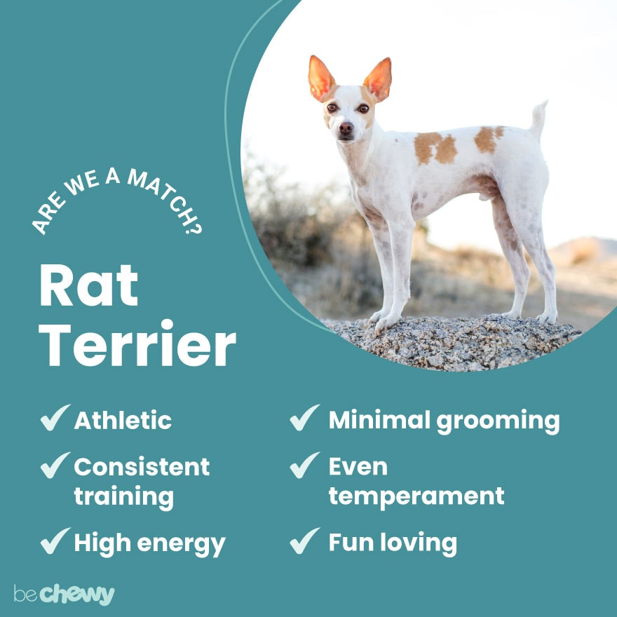 doxie rat terrier mix
