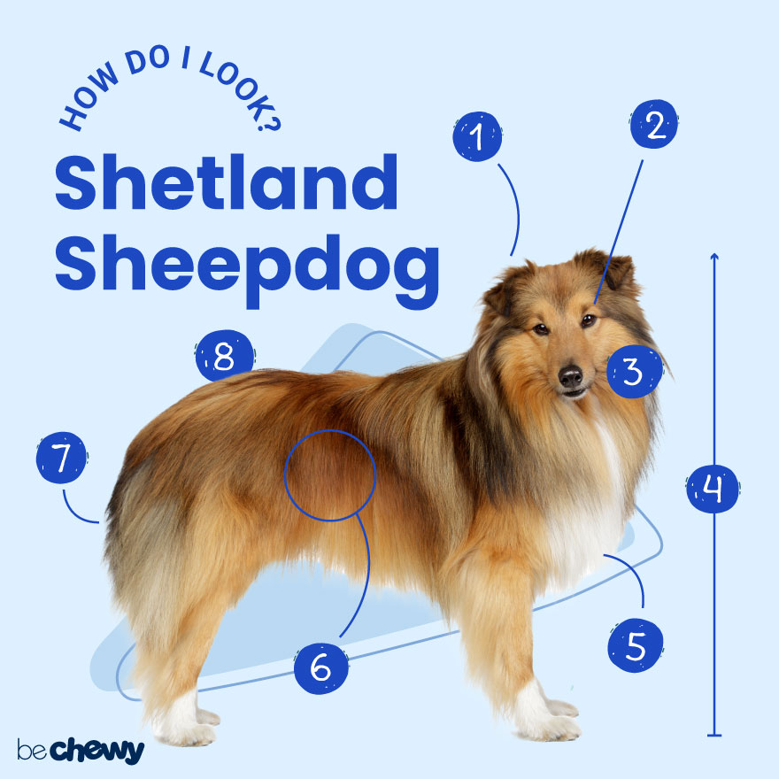 Forskel Sammensætning spole Shetland Sheepdog Breed: Characteristics, Care & Photos | BeChewy