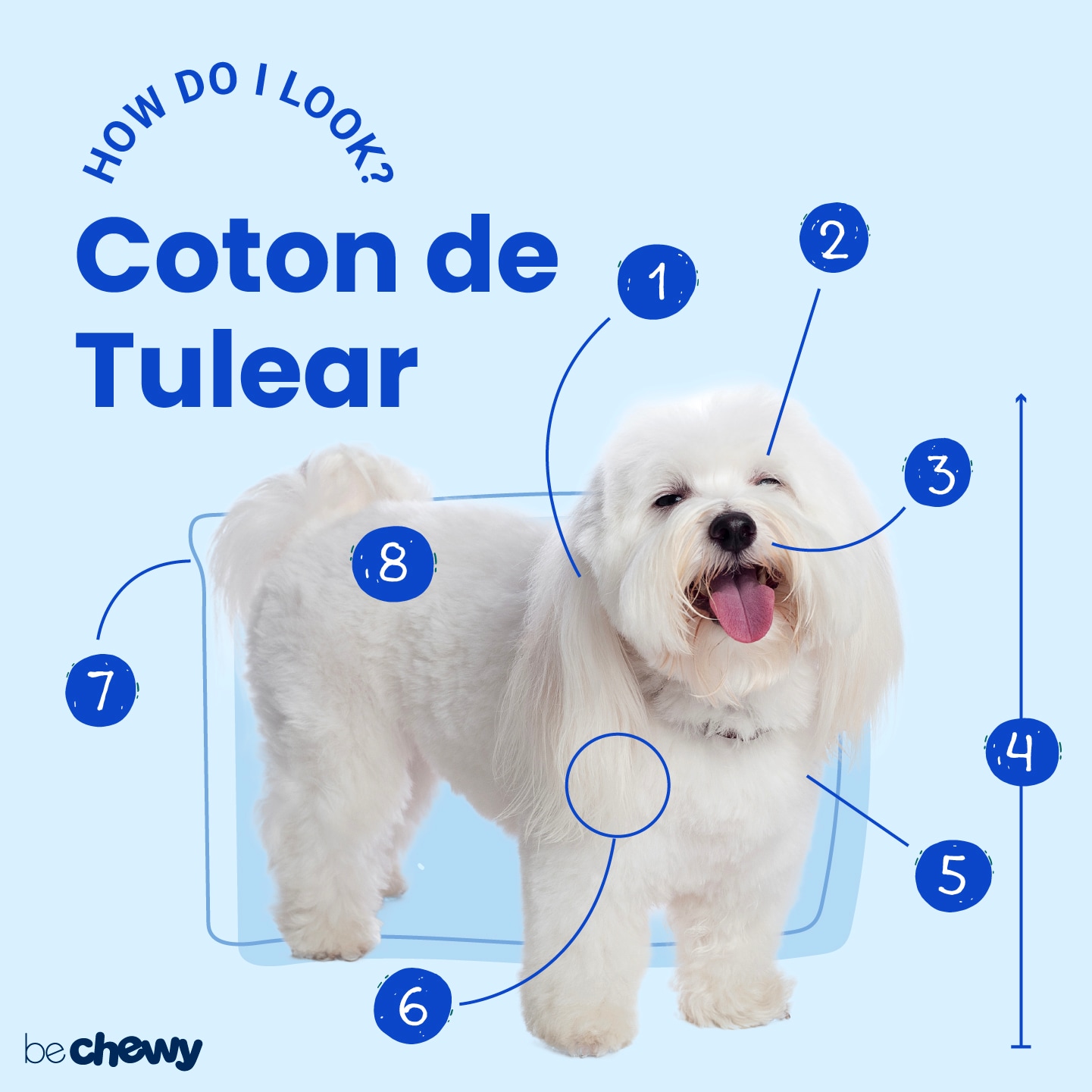 Coton de Tulear Breed: Characteristics, Care & Photos | BeChewy