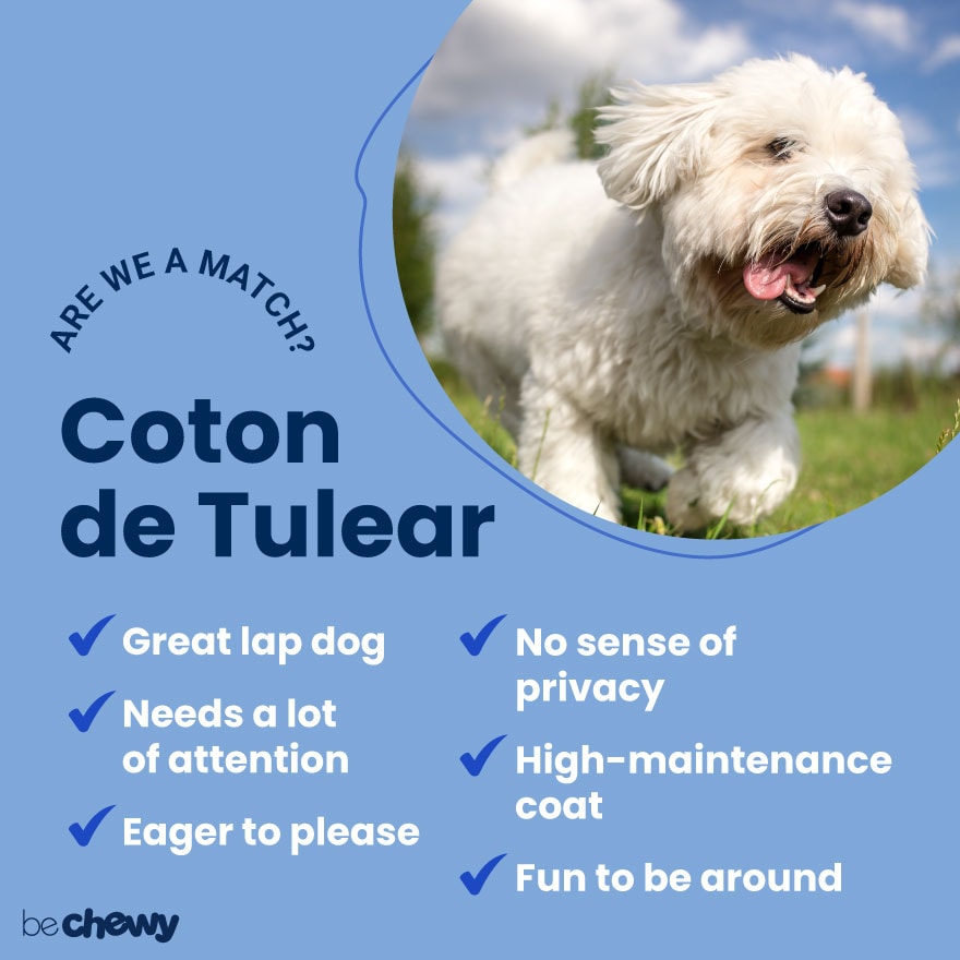 Coton de Tulear Breed: Characteristics, Care & Photos
