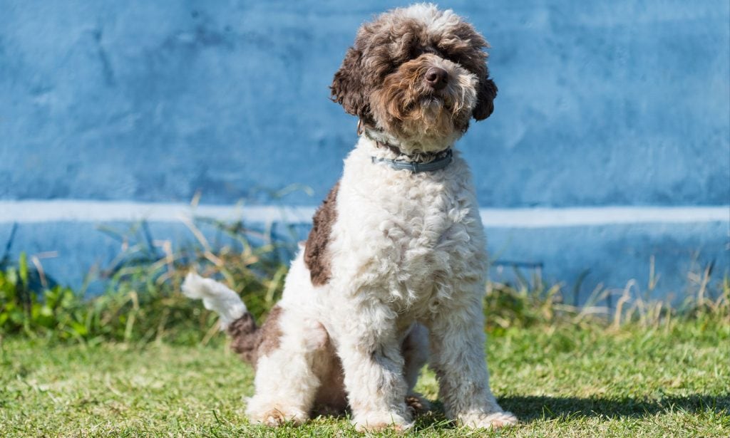 Get the information you need about the Lagotto Romagnolo dog to know if they're a good match for you.