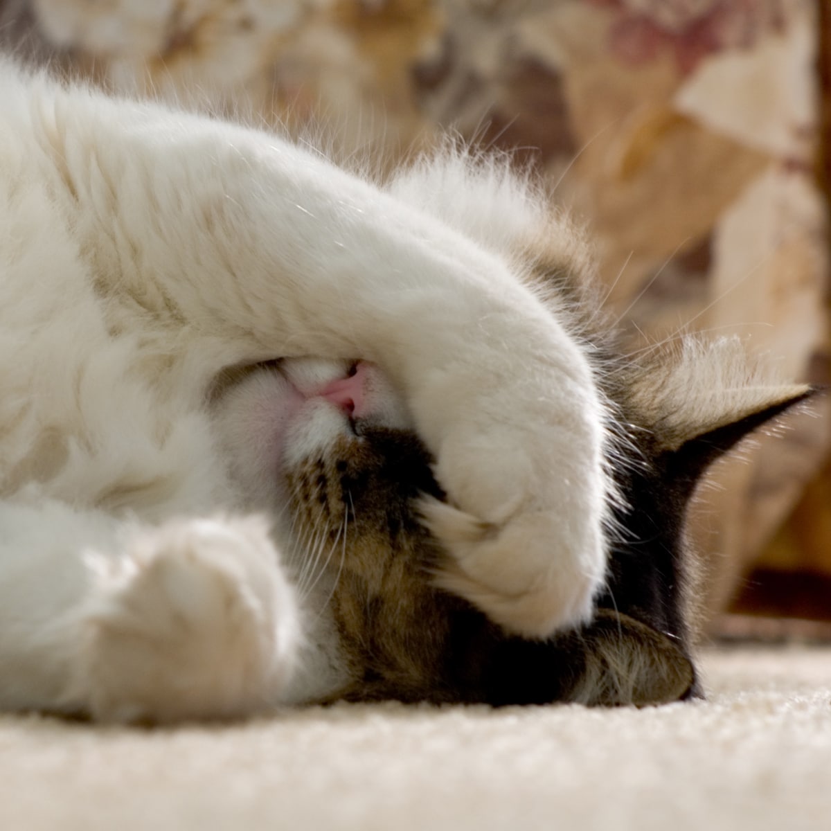 Best cat hairball outlet remedy