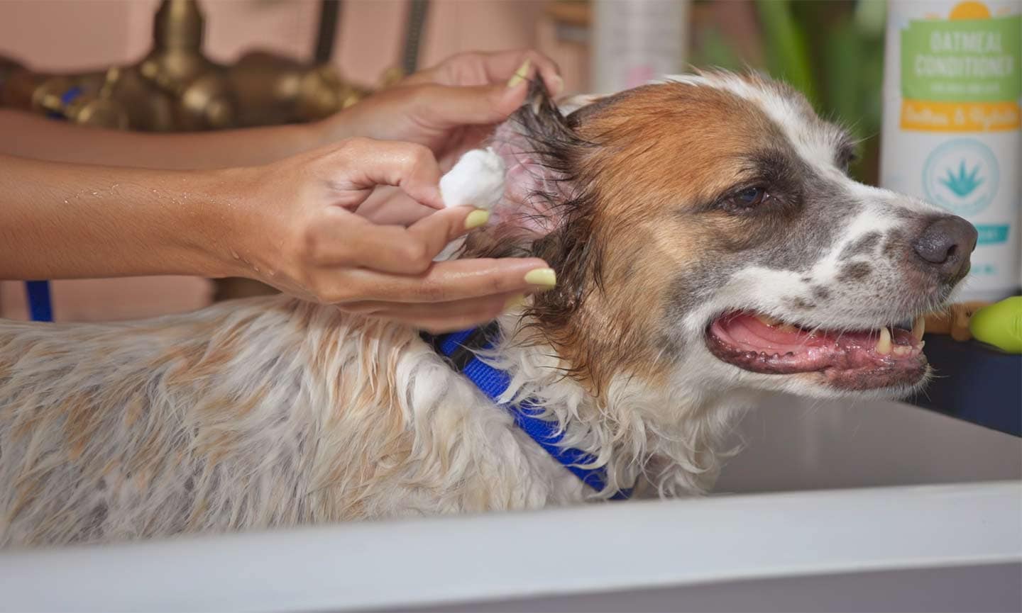 Easiest way to bathe shop a dog