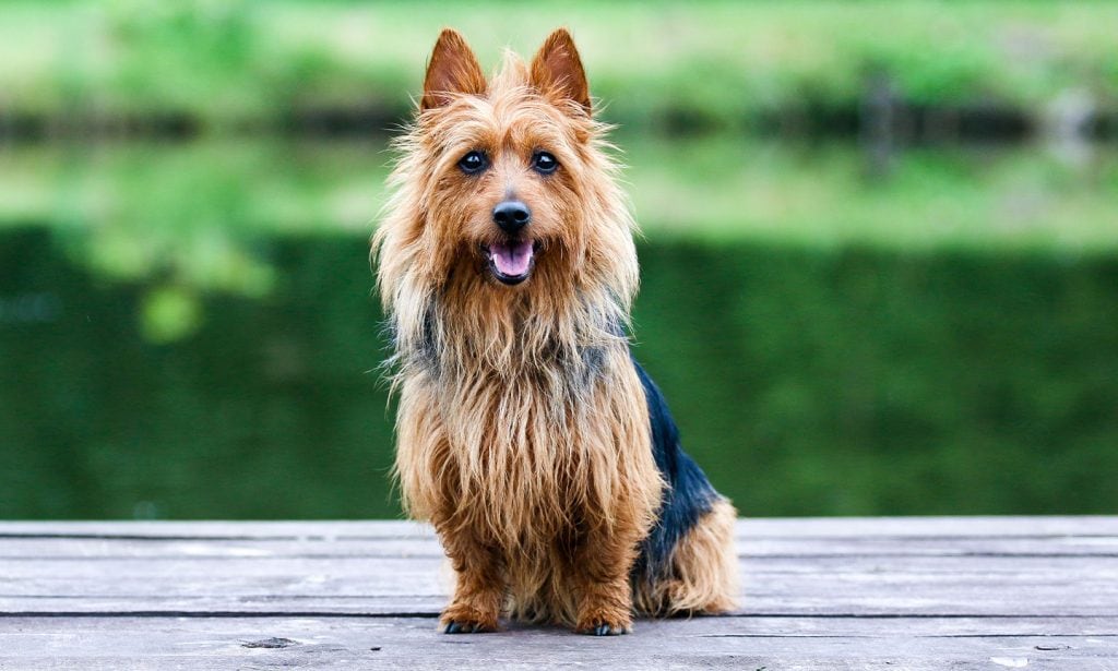 Learn the facts about the Australian Terrier's traits, personality, training and grooming needs in our guide. 
