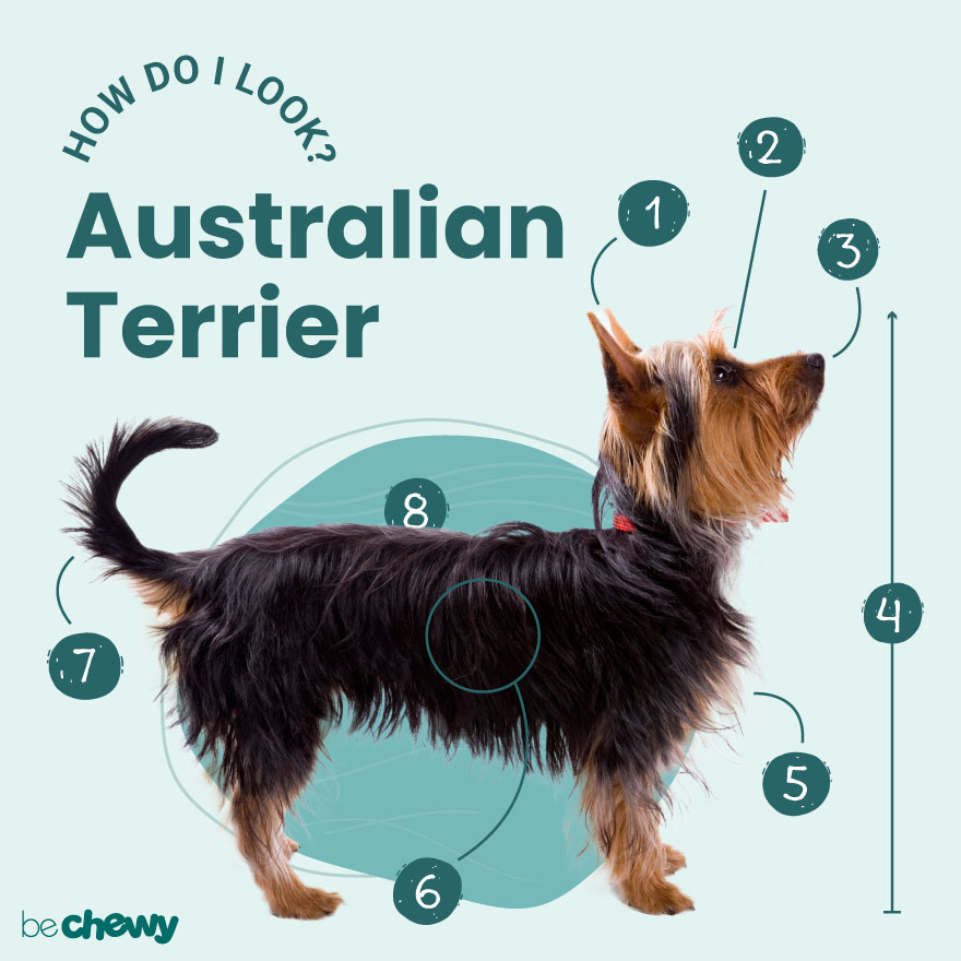 bestøve Retfærdighed Siege Australian Terrier Breed: Characteristics, Care & Photos | BeChewy