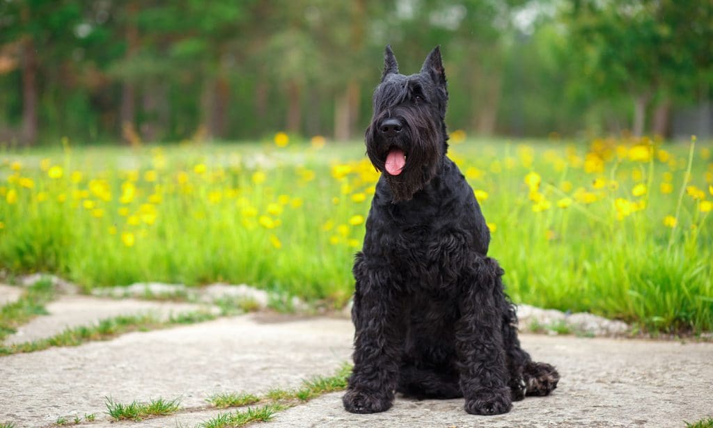 Giant Schnauzers are loyal, protective and energetic. Here's what makes them unique—besides their iconic beard and eyebrows!